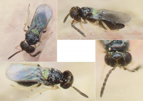Réf. 227 536 : Coccophagus sp.